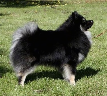 Right Profile - A very fluffy black with white and tan German Spitz is standing outside in a field